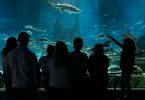 Uno de los espacios de L'Aquàrium donde los visitantes pueden ver los peces en acción. Foto via L'Aquàrium