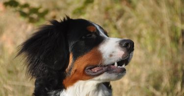 Perros, permitidos en muchos bares de BCN